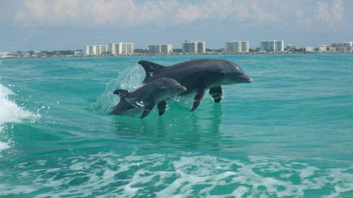 Dive into Adventure: Why a Dolphin Cruise is a Must for Your Summer break Trip to Destin, Florida