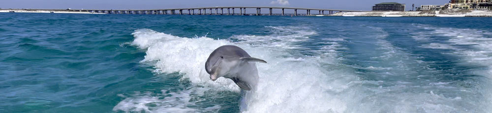 daytime dolphin watch & sunset cruises