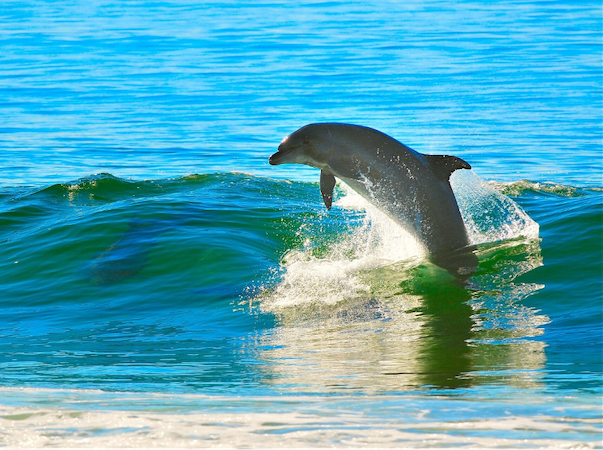 Everything to Expect from Destin Dolphin Tours