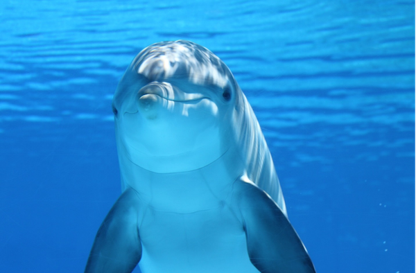 Fun Facts About Dolphins You May Not Know