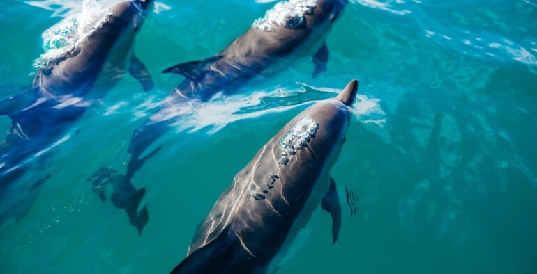 The Special and Mysterious Bond Destin Dolphins and Humans Share