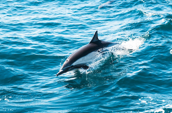 5 Reasons Why a Dolphin Cruise Gift Card Is the Perfect Present
