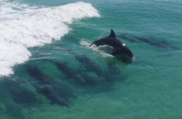 Are Dolphin Sightings Guaranteed On A Destin Dolphin Cruise?