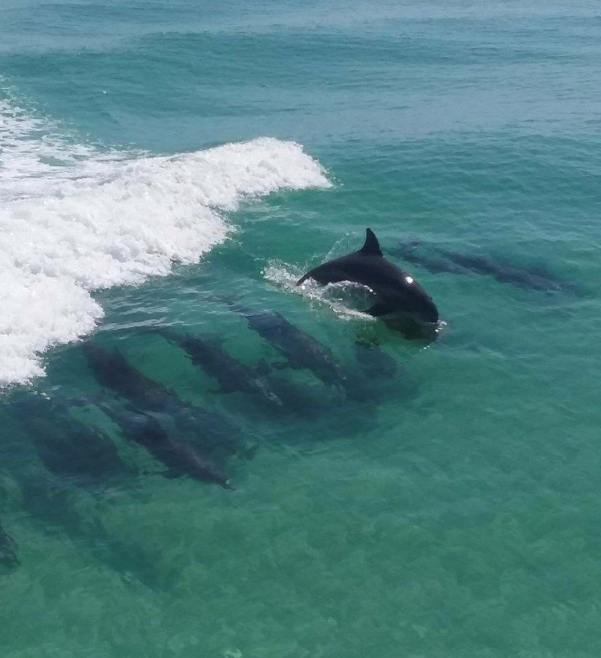 Are Dolphin Sightings Guaranteed On A Destin Dolphin Cruise?