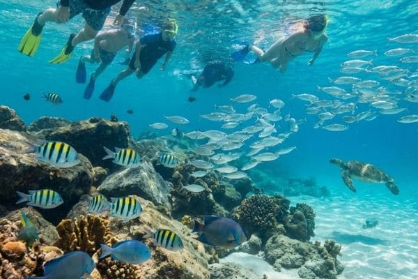 What Can You See While Snorkeling in Destin?