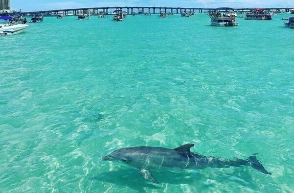 Will My Kids Love a Dolphin Cruise?