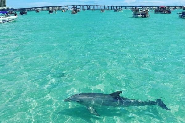 Will My Kids Love a Dolphin Cruise?