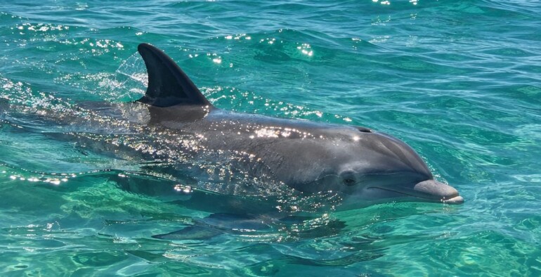 What Is The Best Time Of Year To Take A Destin Dolphin Cruise?